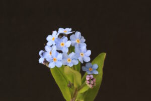 Forget-me-not flowers up close on black background